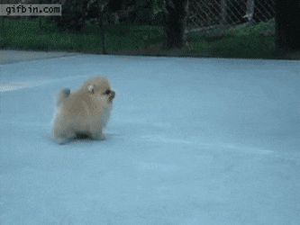 의외로 무서운성격인 포메라니안 | 인스티즈