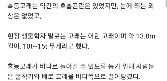 해안가로 떠밀려온 흑동고래.jpg | 인스티즈