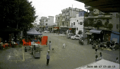 진짜 뜬금없이 고양이, 개 때문에 일어난 사고.gif (혐오주의) | 인스티즈