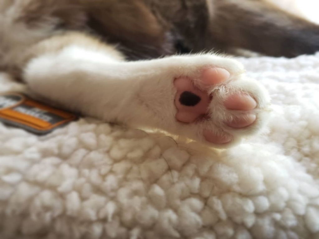 당신의 눈앞에 갑자기 발이 나타났습니다.jpg | 인스티즈