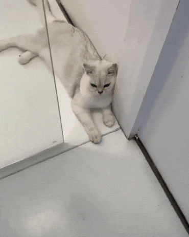 고양이 앞발이.... | 인스티즈