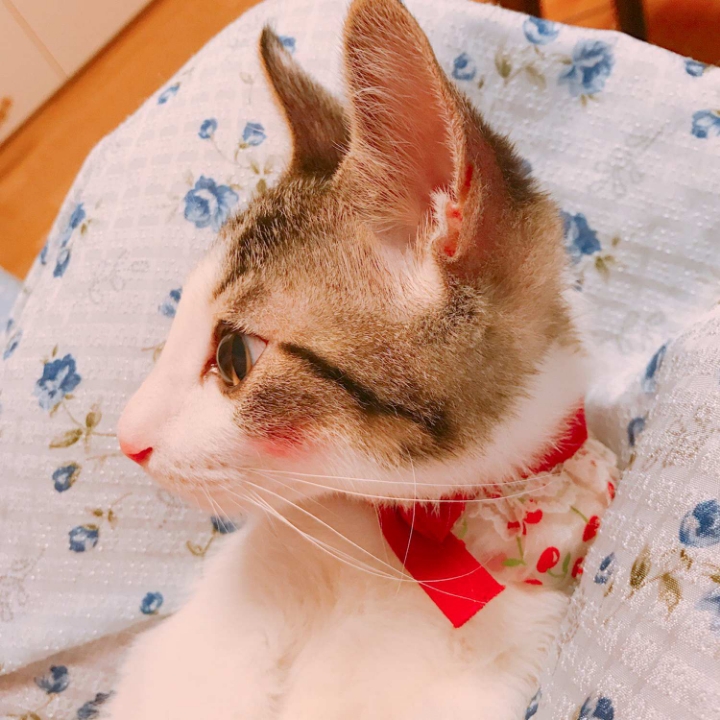 고양이들의 눈동자 | 인스티즈