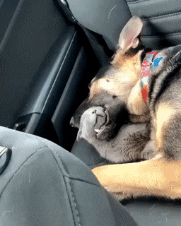 이상하게 자는 댕냥이들 | 인스티즈