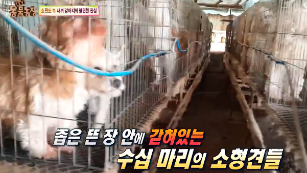 애견샵의 불편한 진실.jpg | 인스티즈