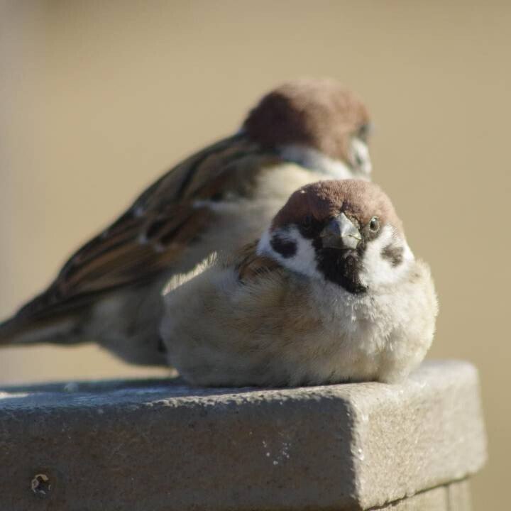 의외로 정면에서 보면 무서운 생물....JPG | 인스티즈