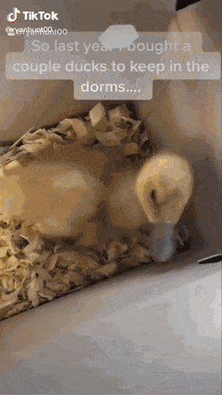 기숙사에 새끼 오리를 데려와서 키운 후기 | 인스티즈