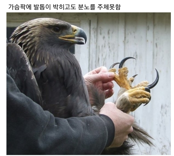 분노조절장애로 목숨 잃는 동물 | 인스티즈