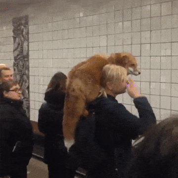 러시아 지하철 처자.GIF | 인스티즈