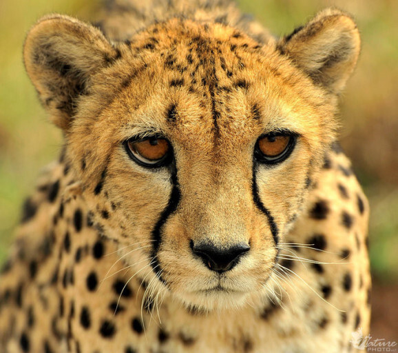 인간이 치타와 싸워서 이길 수 있다는 의견 | 인스티즈