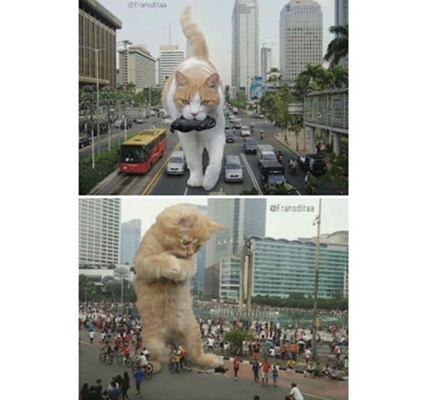 거대해진 냥냥이 | 인스티즈