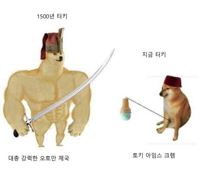 나약한 시바견 짤 모델.JPG | 인스티즈