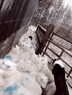 병목현상 해결하는 보더콜리 | 인스티즈