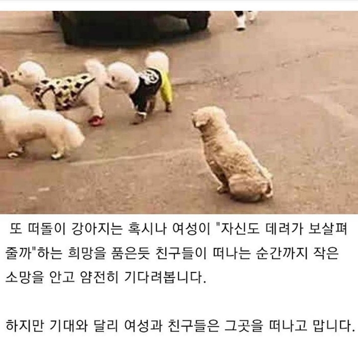 버려진 강아지의 한가지 소망.jpg | 인스티즈