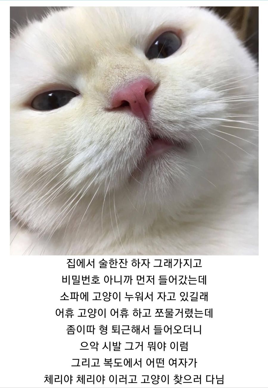 아는 형님 집가서 고양이 쪼물딱거림 | 인스티즈