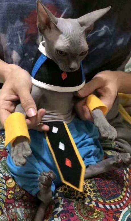 수준높은 드래곤볼 코스프레 | 인스티즈