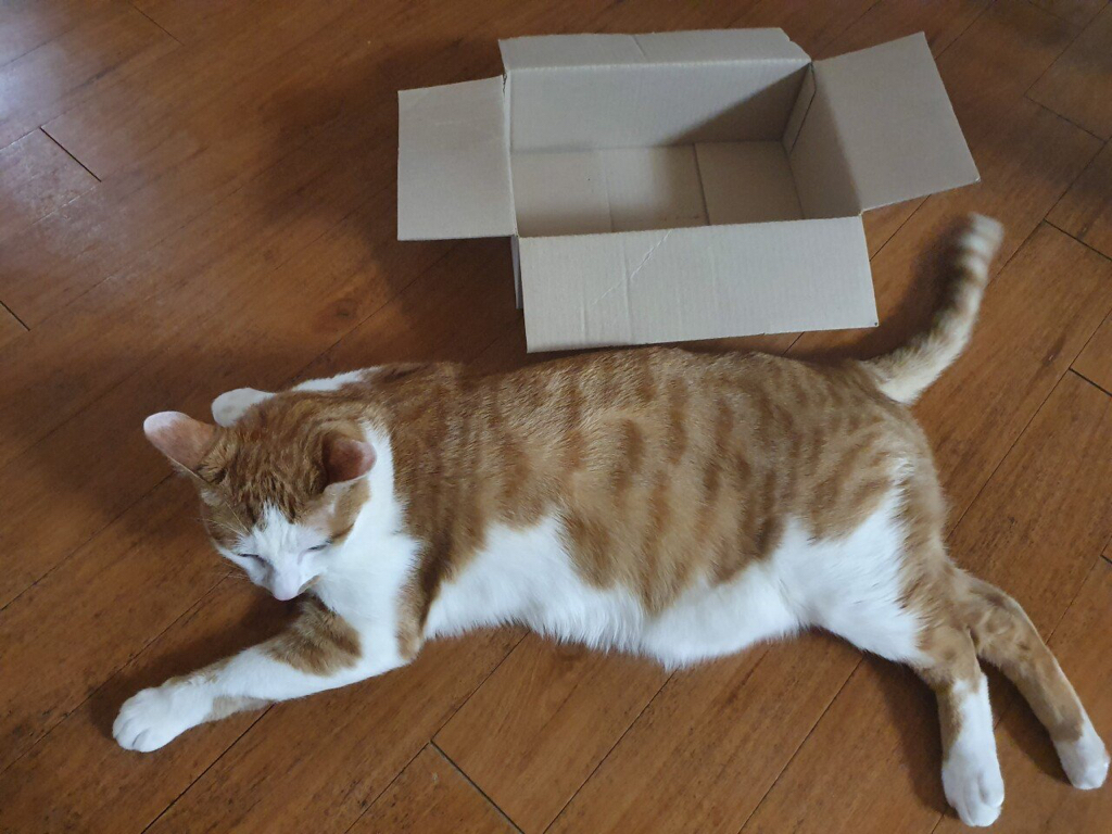 고양이를 상자에 넣는 법 | 인스티즈