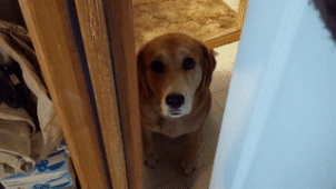 출근 못하게하는 댕댕이 | 인스티즈