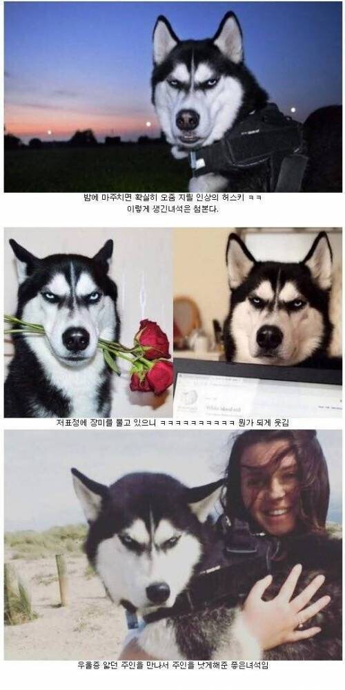 주인의 우울증을 고친 허스키 | 인스티즈