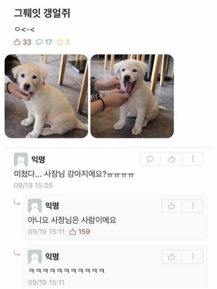 사장님 강아지에요?ㅠㅠㅠㅠ | 인스티즈