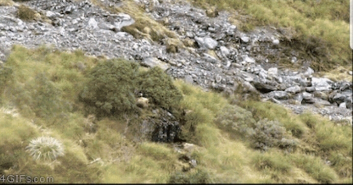 숨은 동물 찾기!(난이도 상) | 인스티즈