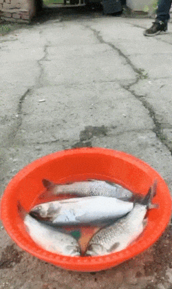 물고기 잘 먹은 새 | 인스티즈