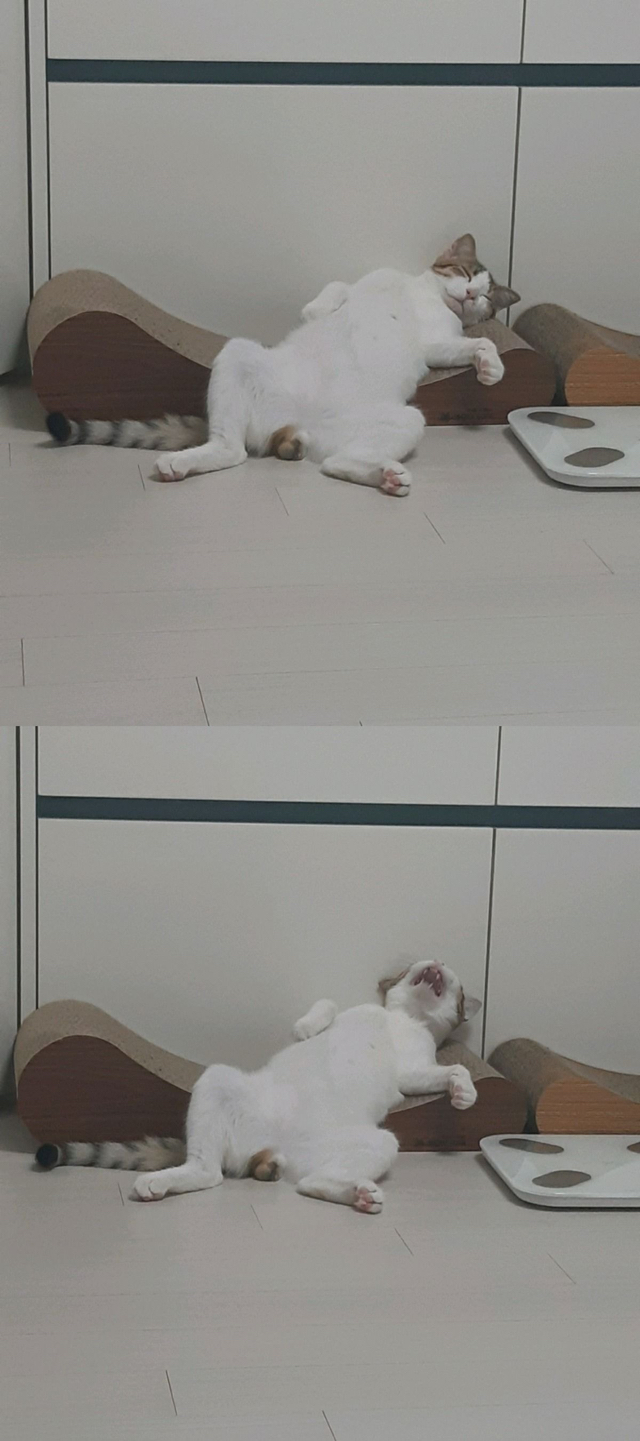 저세상 반응인 고양이 스크래치 리뷰.jpg | 인스티즈