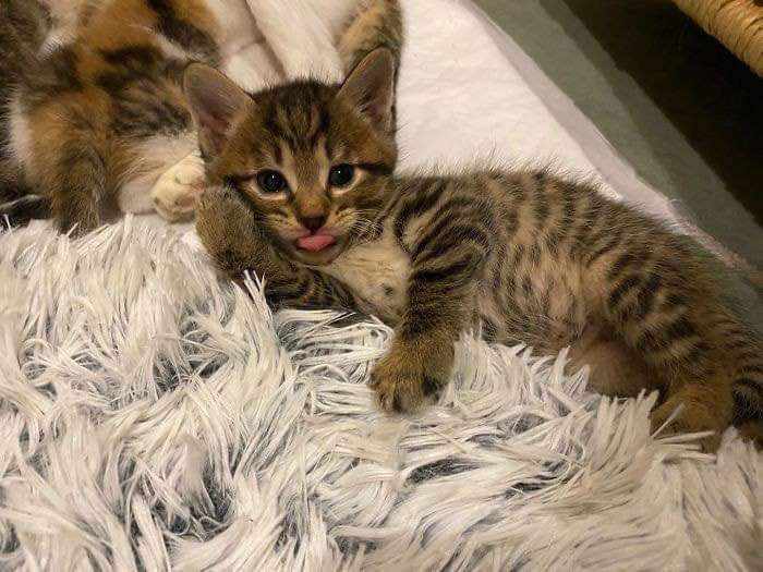 직장동료가 임신한 고양이를 데려옴 | 인스티즈