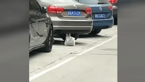깨어나보니 냥이가된 헬겔러 | 인스티즈