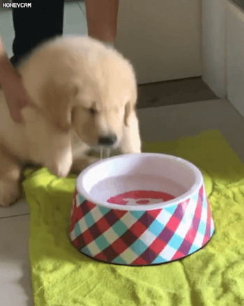 물배채운 인절미 | 인스티즈