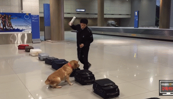 인천공항 마약탐지견이 마약찾는 모습.gif | 인스티즈