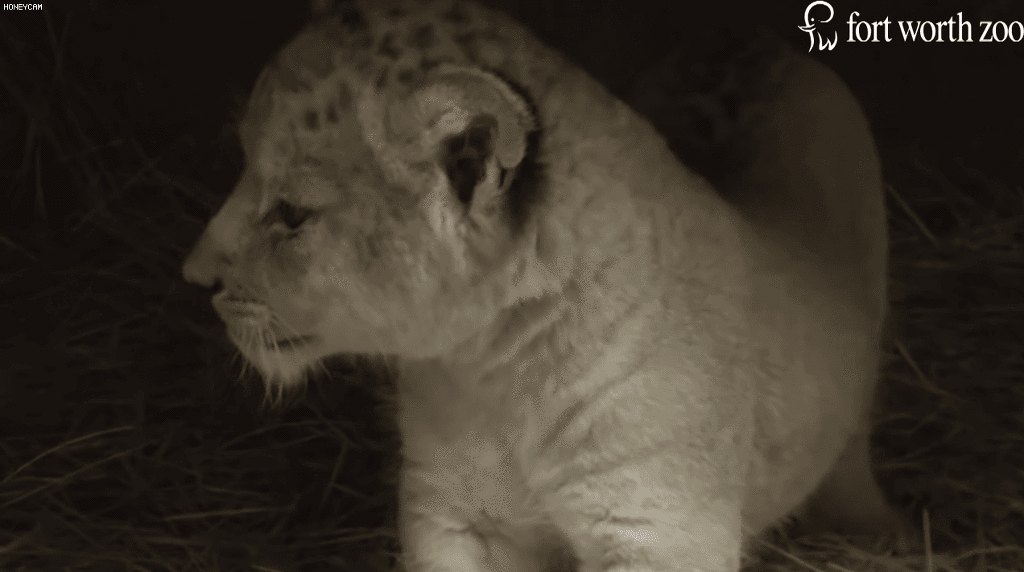 아기사자 | 인스티즈