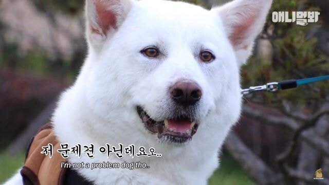 현재 본방 끝나고 호돌이 / 시청자 우롱 으로 논란 중인 동물농장 | 인스티즈