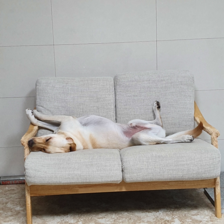 강아지 단짠단짠 | 인스티즈