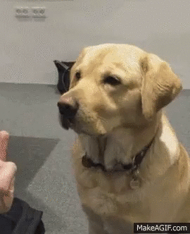 ㅈ냥이 x끼를 키우면 안되는 이유 | 인스티즈