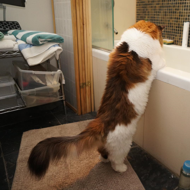 기네스북에 오른 고양이 | 인스티즈