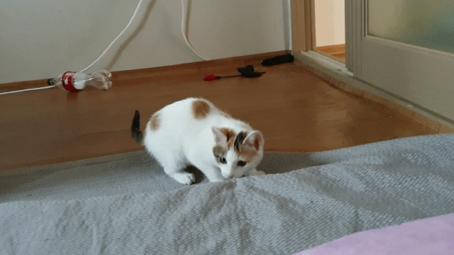 멋대로 들어온 고양이 안나간지 53일차 (짤있음 데이터 조심) | 인스티즈