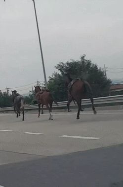 고속도로에 말 3마리...gif | 인스티즈