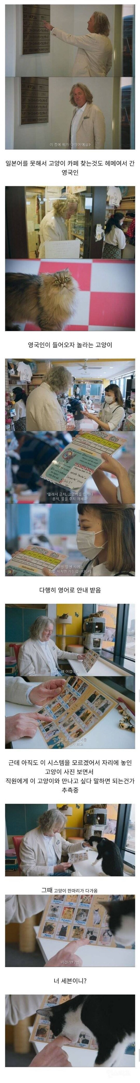 고양이카페에 간 영국인 | 인스티즈