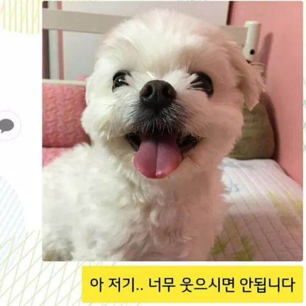 댕댕이 증사찍기 | 인스티즈
