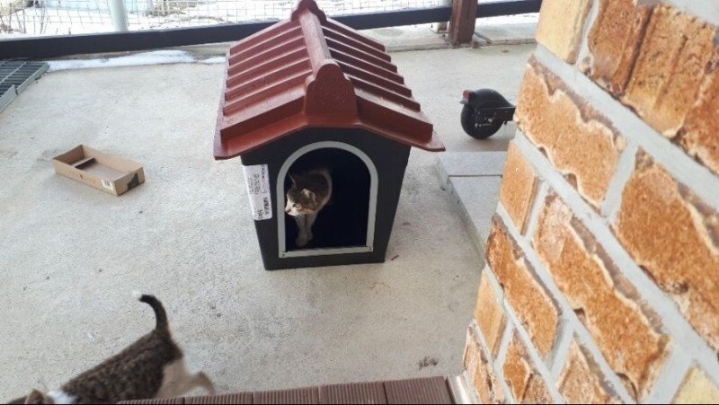 졷냥이 한테 집을 빼앗긴 댕댕이 | 인스티즈