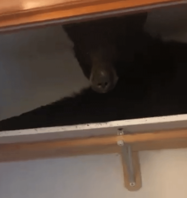 집에서 옷장을 열었더니 곰이 자고 있었다.jpgif | 인스티즈