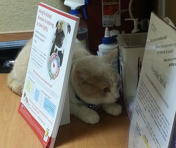 동물병원이 싫은 고양이들.jpg | 인스티즈