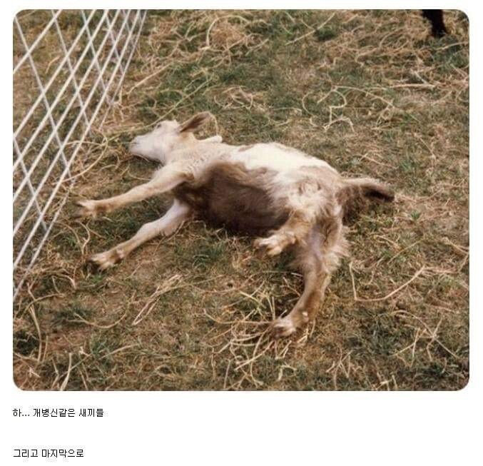 ㅂㅅ같은 동물류 최고봉.jpg | 인스티즈