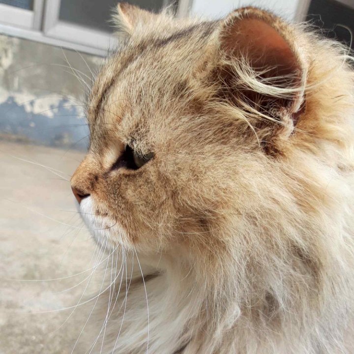 고양이들의 눈동자 | 인스티즈