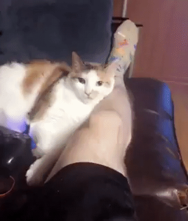 집사놈이 밀어서 개빡친 고양이.gif | 인스티즈