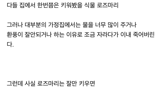 로즈마리의 비밀.jpg | 인스티즈