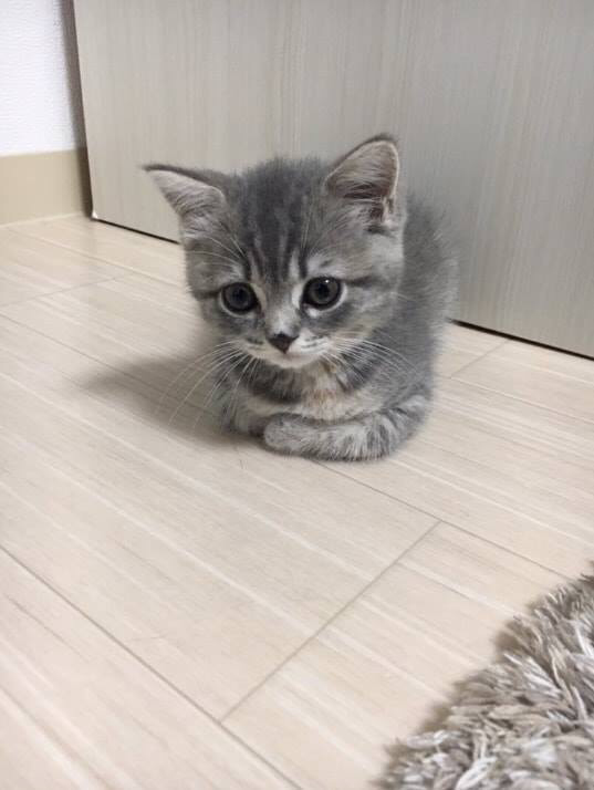 1년만에 폭풍성장한 냥이 | 인스티즈