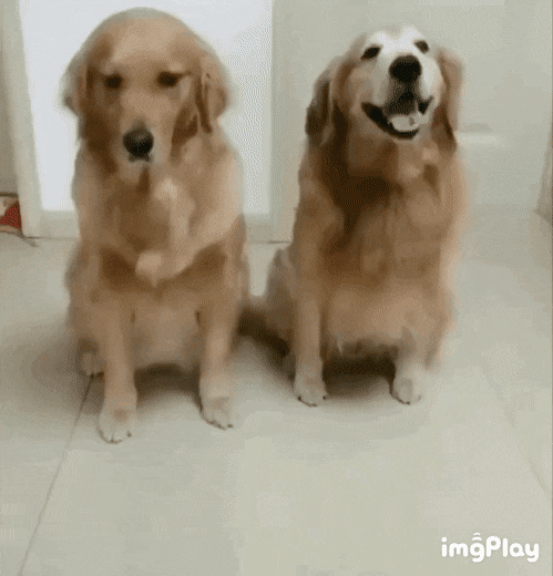 성격이 정반대인 인절미들 | 인스티즈