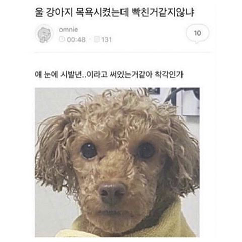 눈으로 욕하는 댕댕이 | 인스티즈
