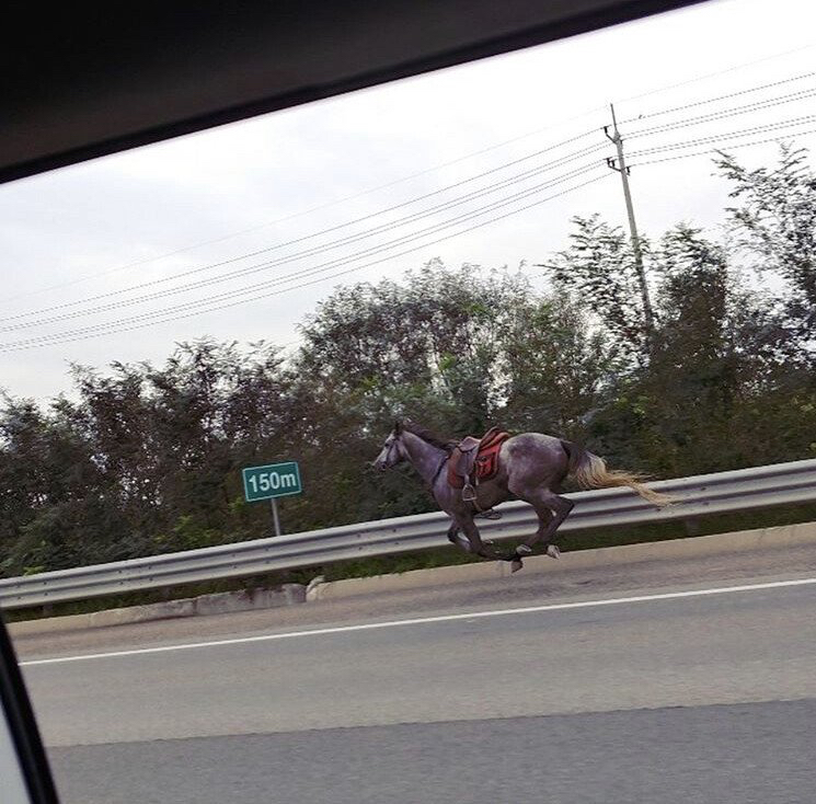 고속도로에서 멋대로 갓길주행하는 머스탱 | 인스티즈